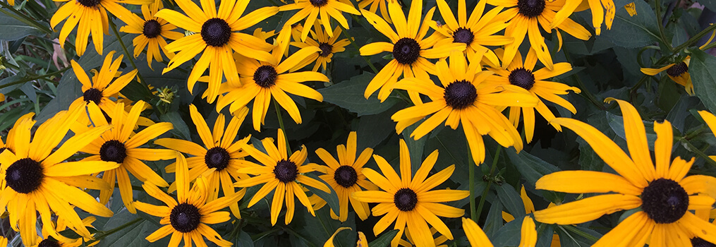 Black Eyed Susans