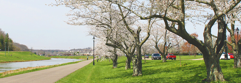 Nelsonville Cherry Blossoms