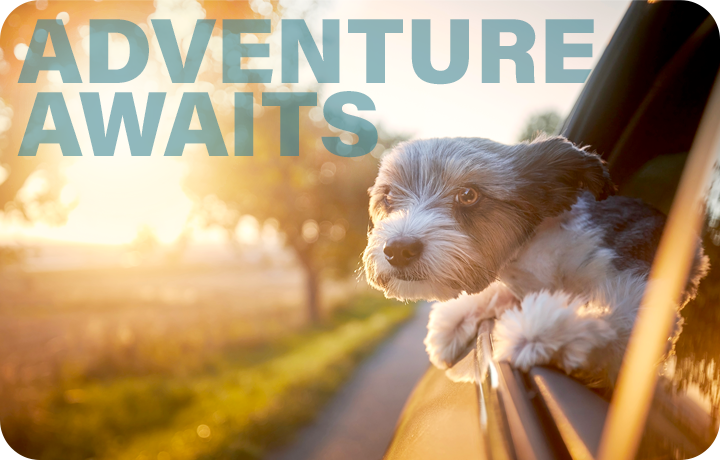 Adventure Awaits. A small dog hanging out a car window enjoying a car ride.