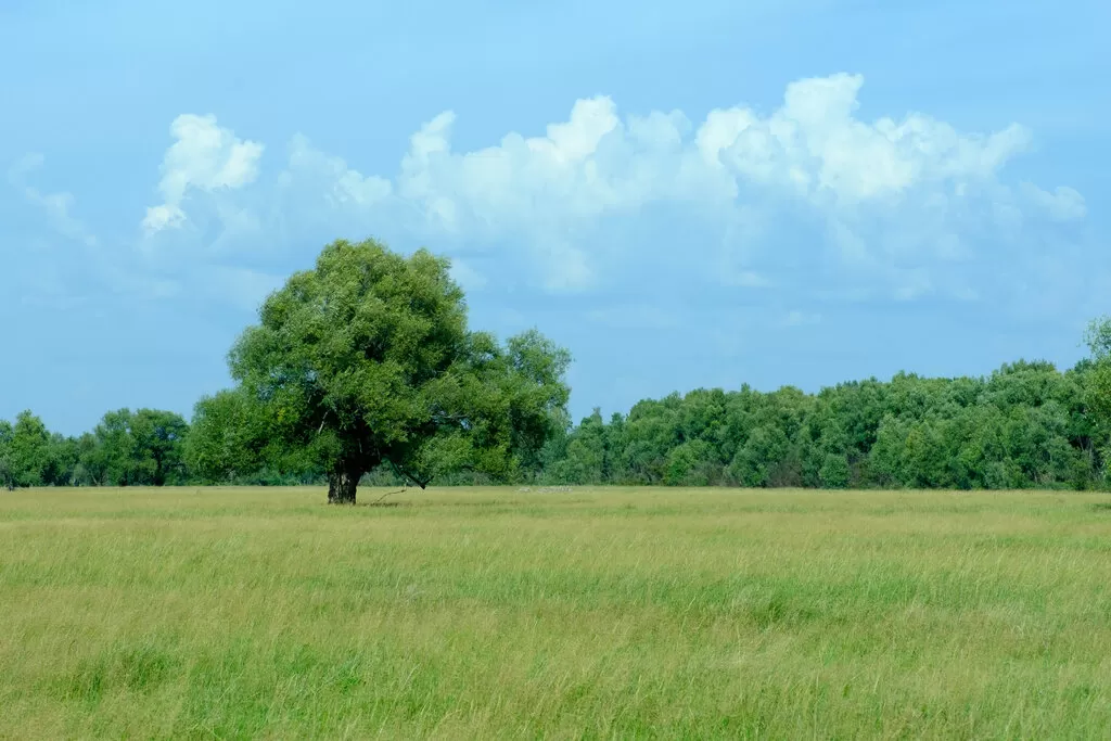 Green field with a large tree in it
